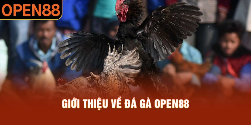 Đ&aacute; g&agrave; Open88 ho&agrave;nh tr&aacute;ng